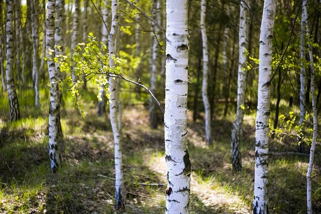 Birkem im Wald